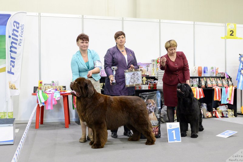 Фото: ньюфаундленд Esaul s Berega Dona (Есаул с Берега Дона)