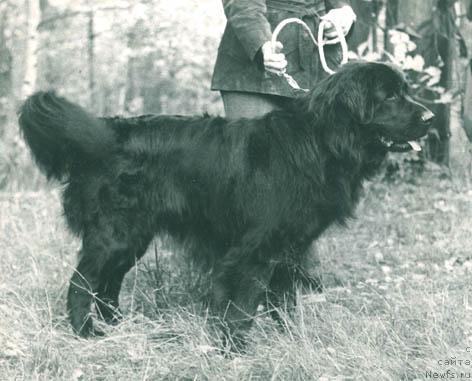 Фото: ньюфаундленд Grand Agli (Гранд Агли)