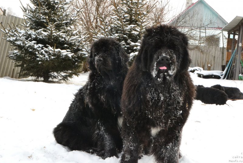 Фото: ньюфаундленд Talisman Morya Mishel' (Талисман Моря Мишель), ньюфаундленд Talisman Morya La-Valetta (Талисман Моря Ла-Валетта)