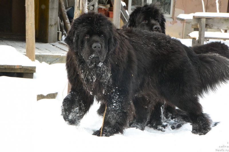 Фото: ньюфаундленд Talisman Morya La-Valetta (Талисман Моря Ла-Валетта), ньюфаундленд Talisman Morya Mishel' (Талисман Моря Мишель)