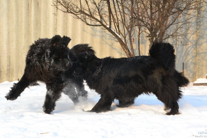 Фото: ньюфаундленд Talisman Morya La-Valetta (Талисман Моря Ла-Валетта), ньюфаундленд Talisman Morya Mishel' (Талисман Моря Мишель)