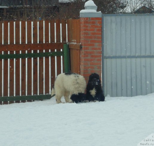 Фотография № 221307