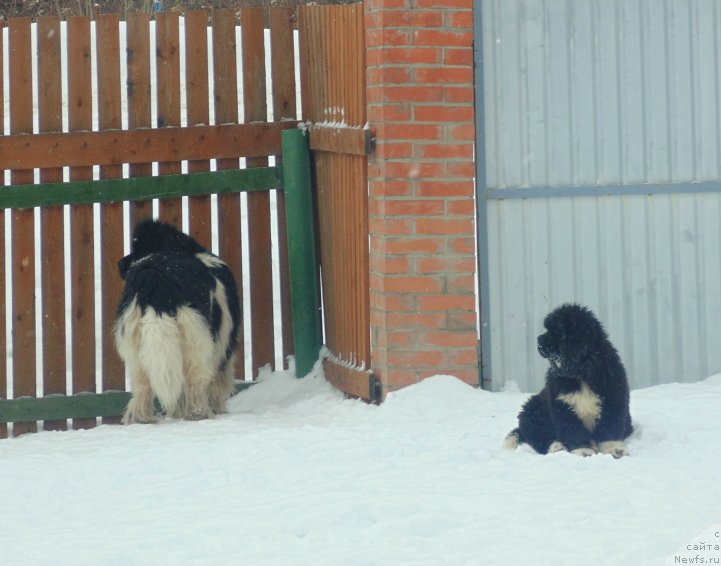 Фото: ньюфаундленд Super Bizon Tadj-Mahal (Супер Бизон Тадж-Махал)