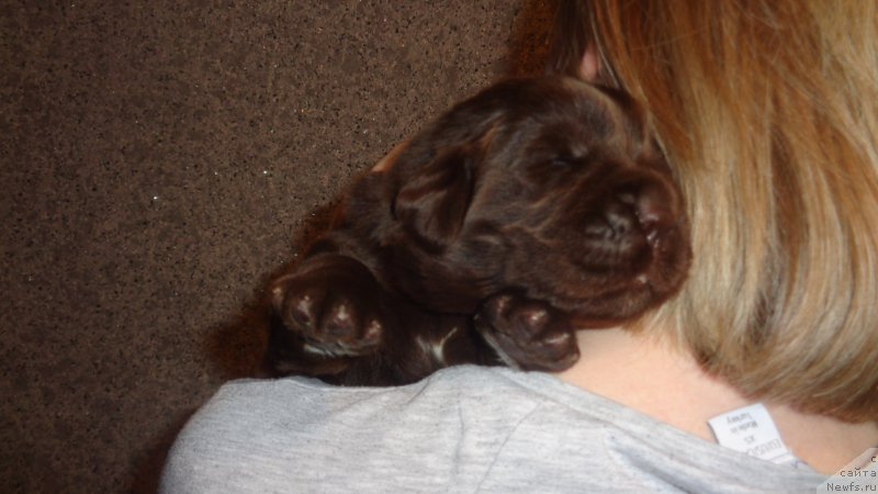 Фото: ньюфаундленд Apofeoz Bogov Zevs (Апофеоз Богов Зевс)