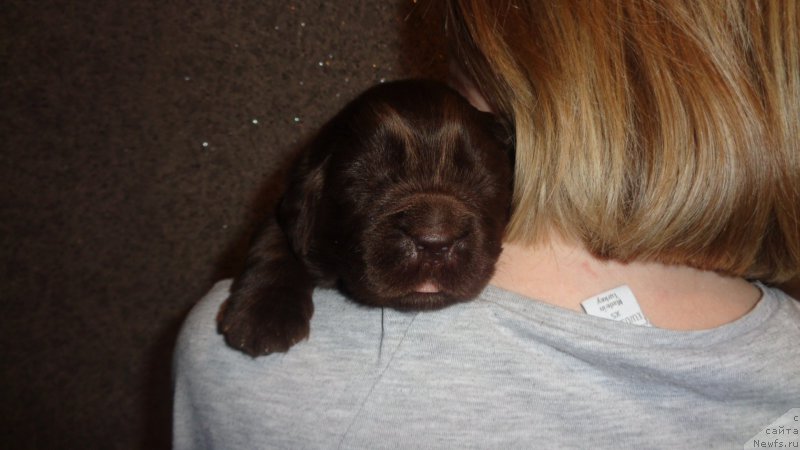 Фото: ньюфаундленд Apofeoz Bogov Zevs (Апофеоз Богов Зевс)