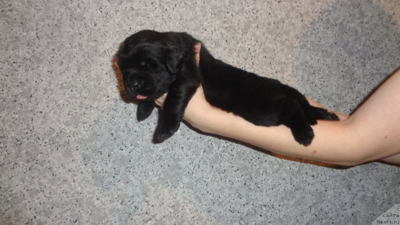 Фото: ньюфаундленд Anariyel' Luchik Udachi (Анариэль Лучик Удачи)