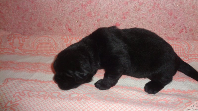 Фото: ньюфаундленд Anfisa Zvezda Parmyi (Анфиса Звезда Пармы)