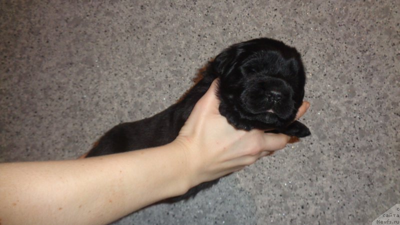 Фото: ньюфаундленд Anfisa Zvezda Parmyi (Анфиса Звезда Пармы)