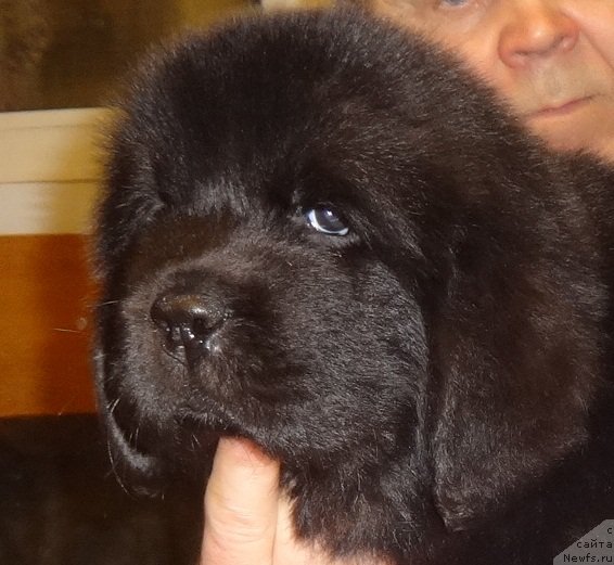 Фото: ньюфаундленд N'yufort Carskaya Doch' (Ньюфорт Царская Дочь)