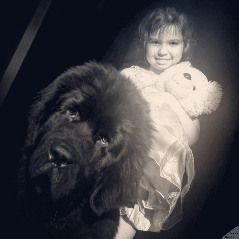 Фото: ньюфаундленд Chernaya Mafia Big Bang Theory (Черная Мафия Биг Банг Тхеору)