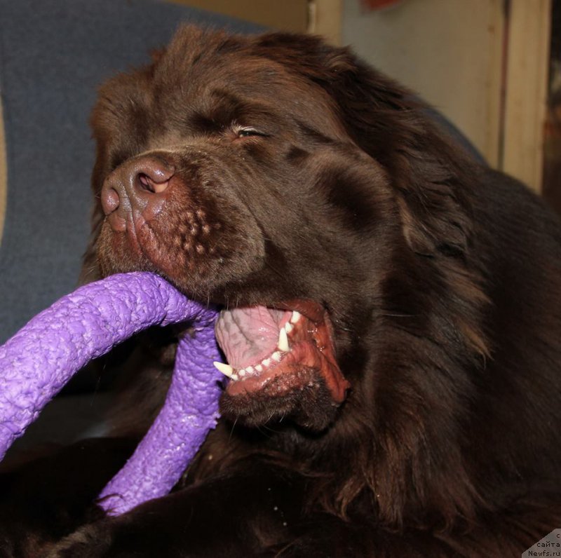 Фото: ньюфаундленд N'yufort Vashe Velichestvo Brabus (Ньюфорт Ваше Величество Брабус)