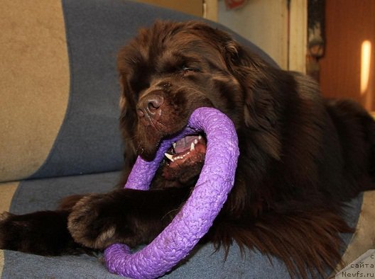 Фото: ньюфаундленд N'yufort Vashe Velichestvo Brabus (Ньюфорт Ваше Величество Брабус)