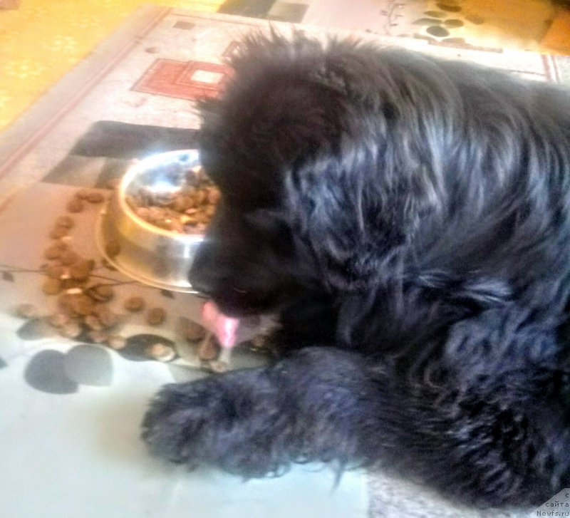 Фотография № 221330