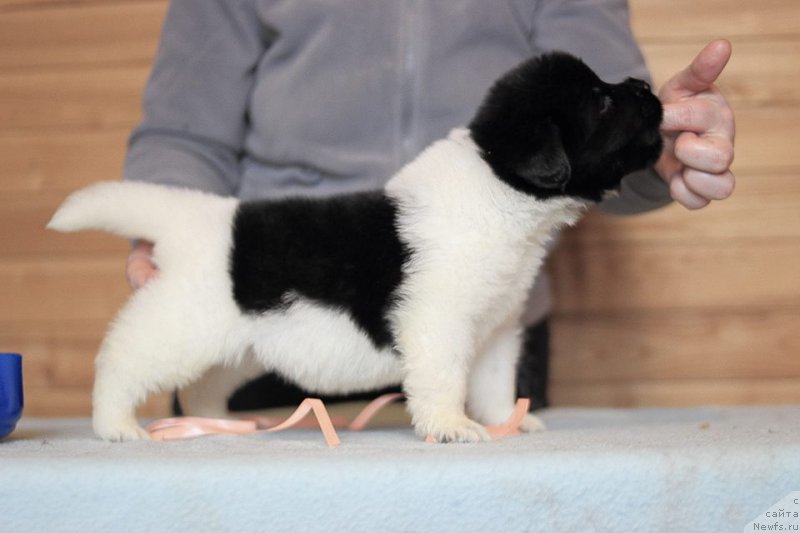 Фото: ньюфаундленд Terra Viktoriya Zametti Rouz (Терра Виктория Заметти Роуз)