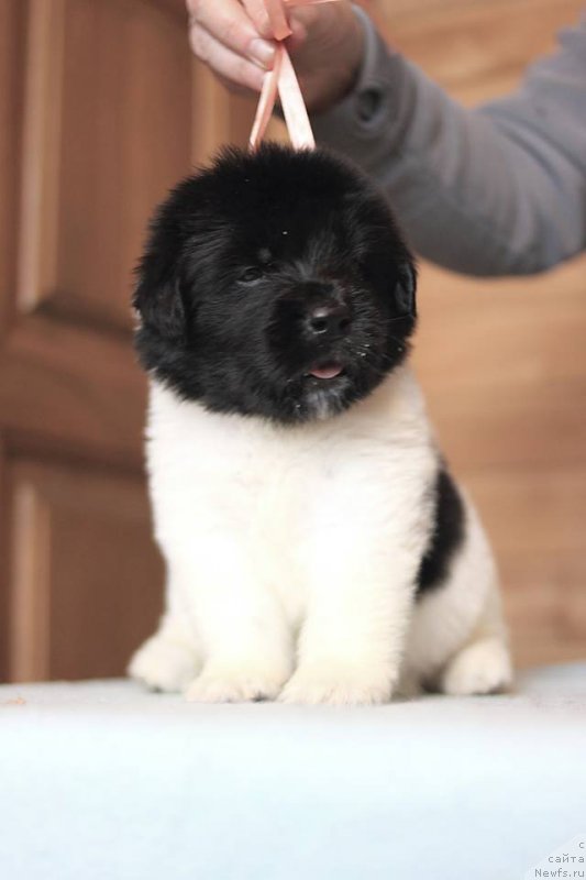 Фотография № 221332