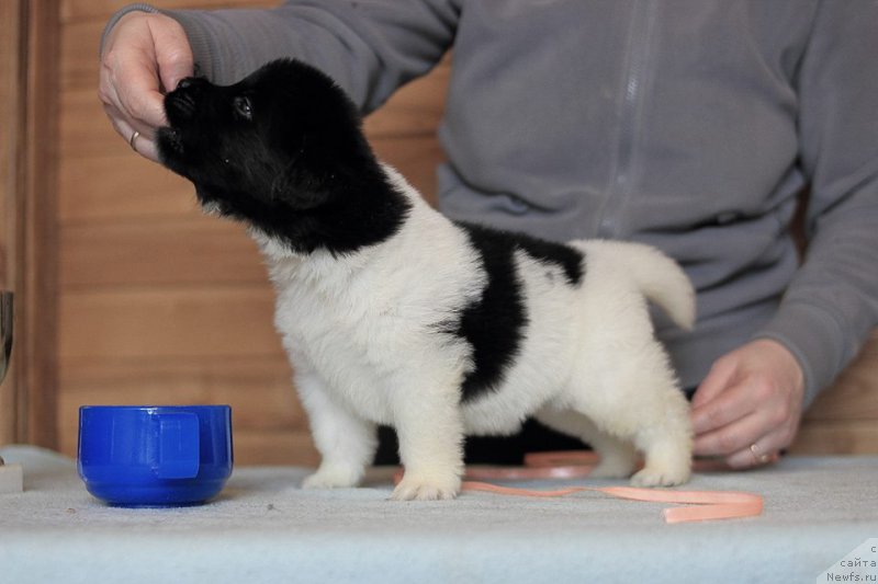 Фотография № 221334