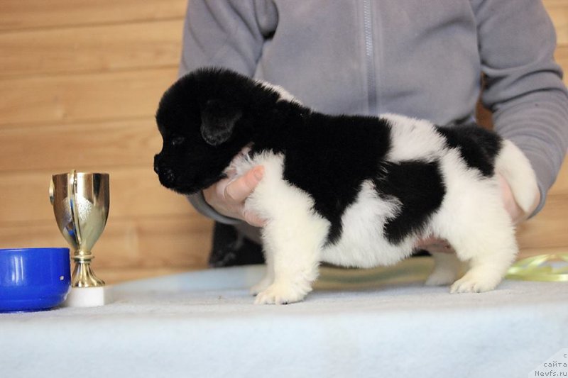 Фото: ньюфаундленд Terra Viktoriya Zahira (Терра Виктория Захира)