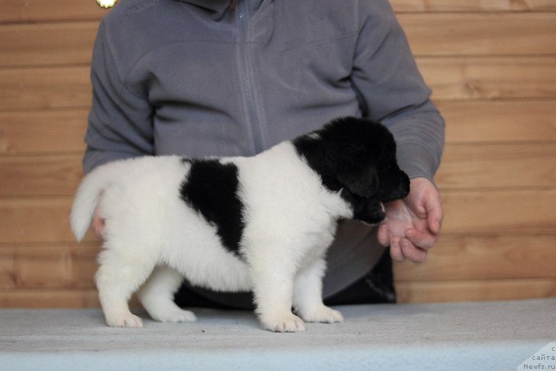 Фото: ньюфаундленд Terra Victoria Ziza White Swan (Терра Виктория Зиза Вайт Сван)