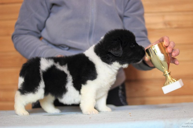 Фотография № 221341