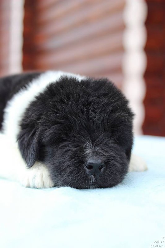 Фотография № 221342