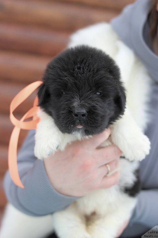 Фотография № 221344