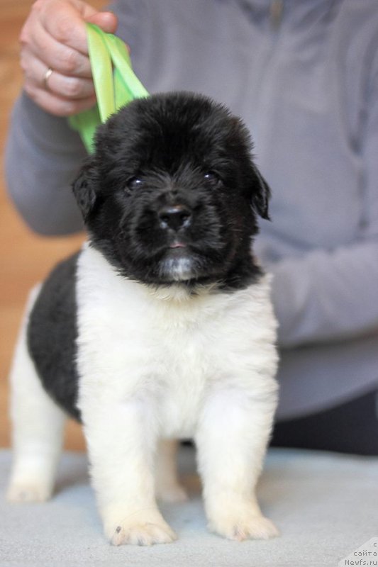 Фотография № 221349