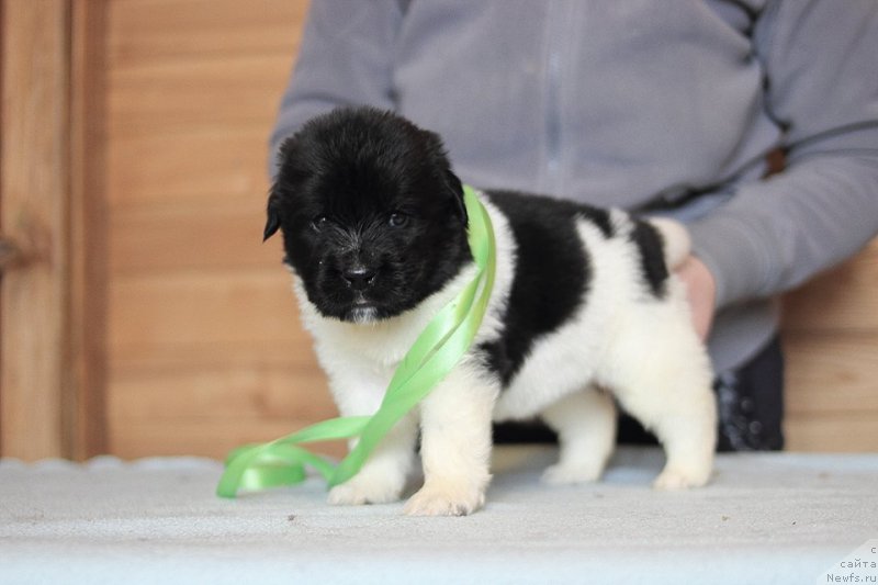 Фотография № 221350