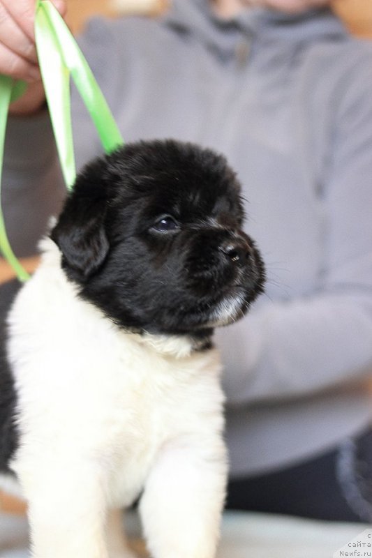 Фото: ньюфаундленд Terra Viktoriya Zemfira (Терра Виктория Земфира)