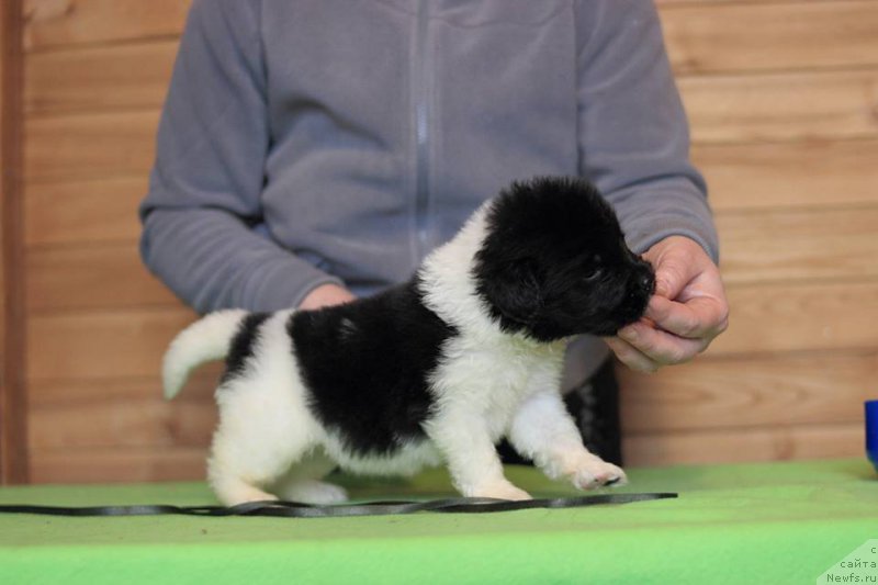 Фотография № 221358