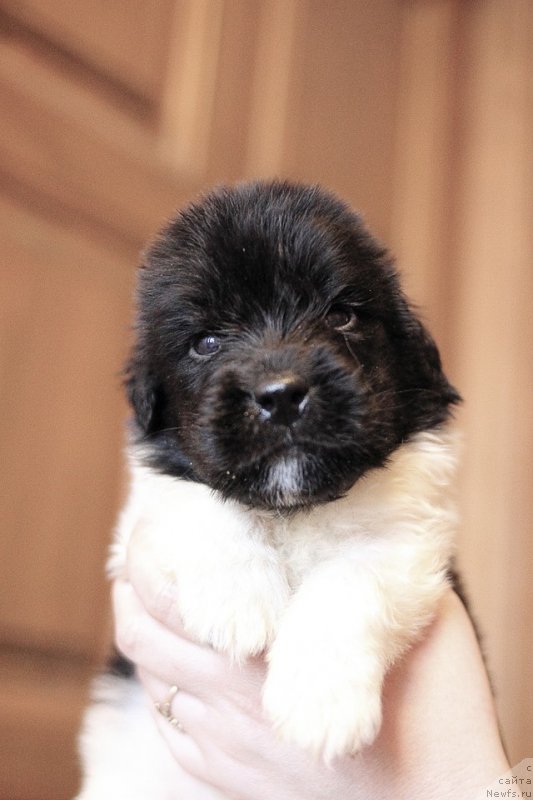 Фотография № 221360