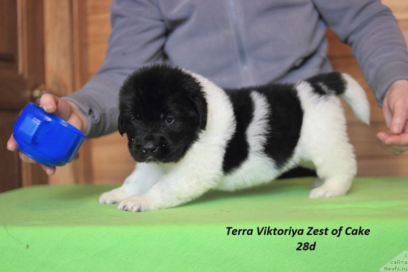 Фотография № 221362