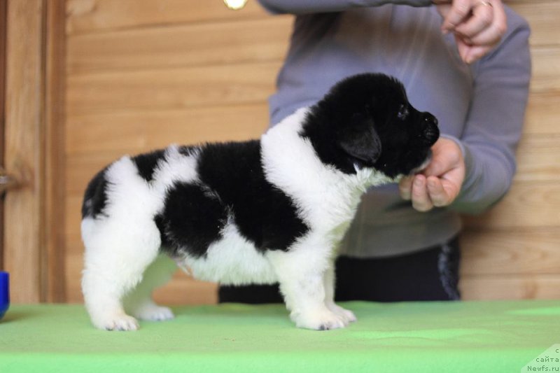 Фото: ньюфаундленд Terra Victoria Zest of Cake (Терра Виктория Зест оф Кейк)