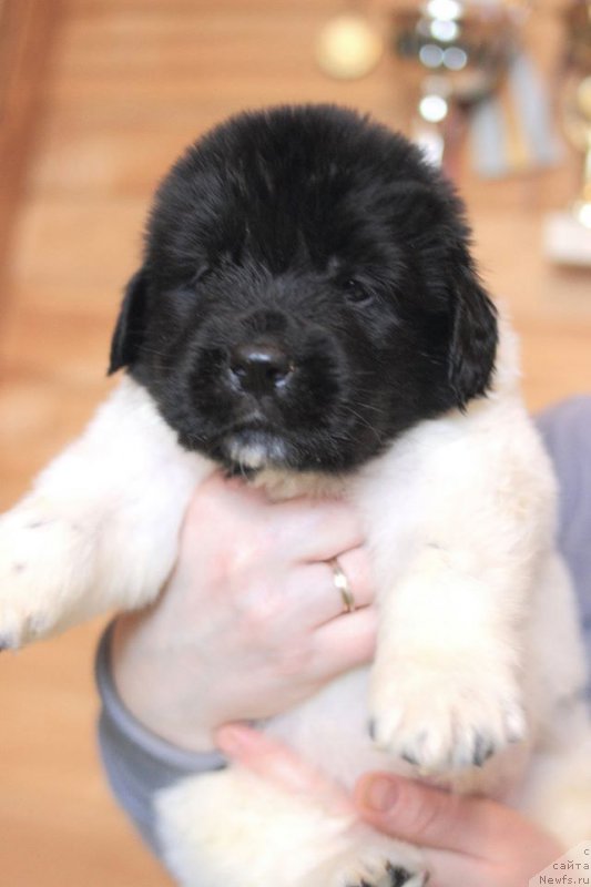 Фотография № 221365