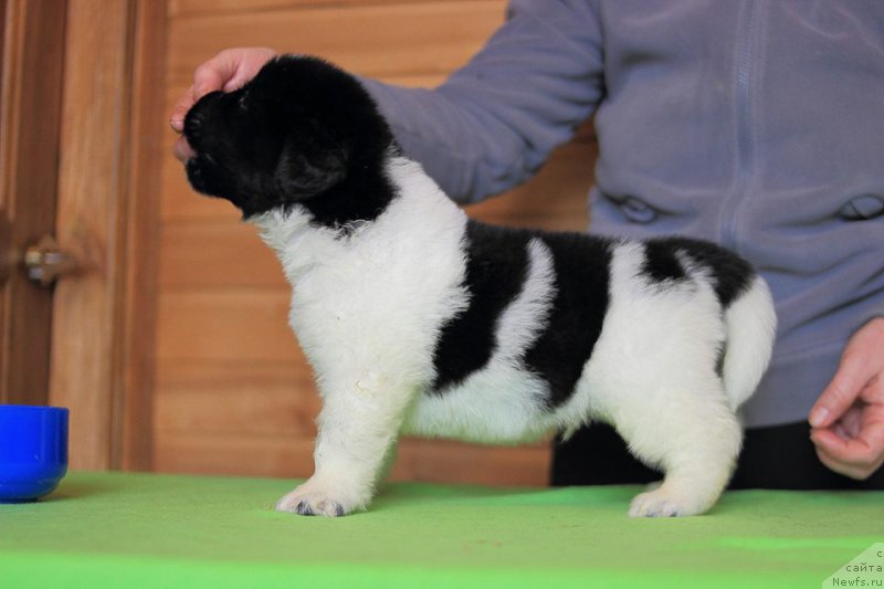 Фотография № 221366