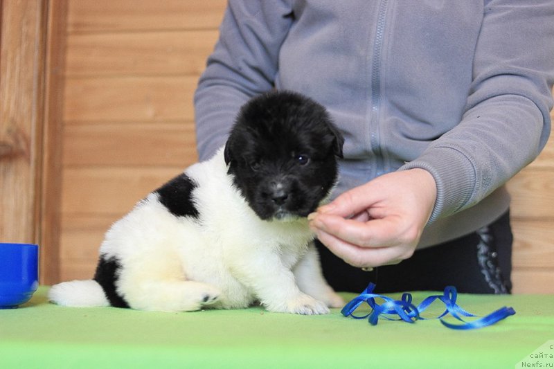 Фотография № 221368