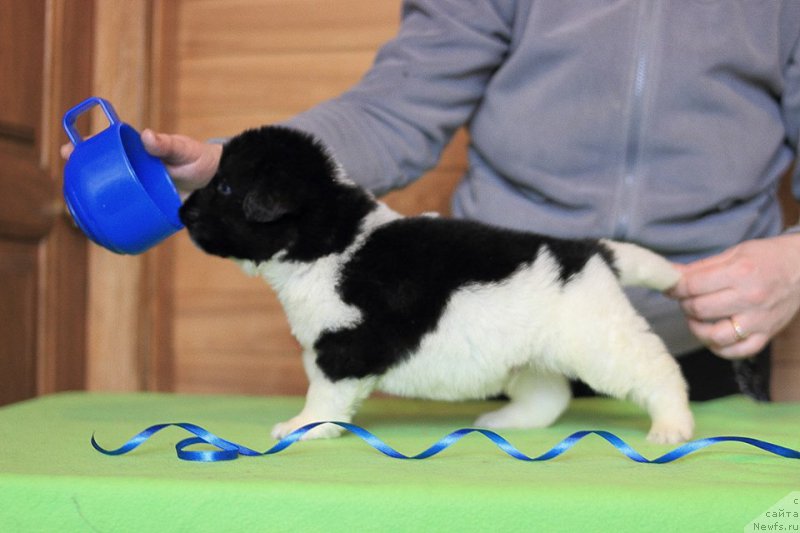 Фотография № 221369