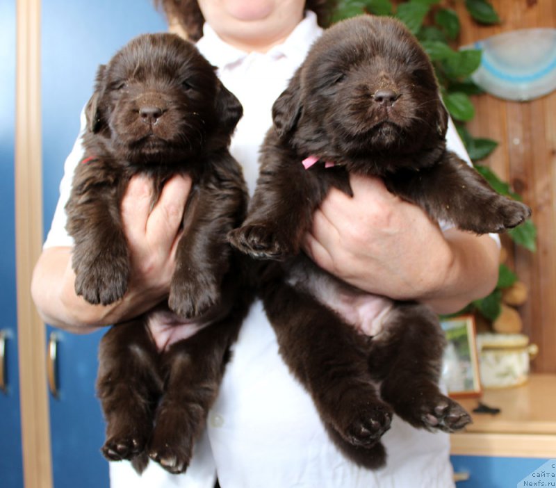 Фото: ньюфаундленд Brownblood MSK Livona Liba (Браунблад МСК Ливона Либа), ньюфаундленд Brownblood MSK Leya Aiman (Браунблад МСК Лея Айман)