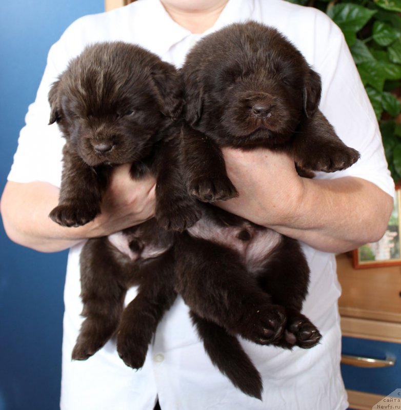 Фото: ньюфаундленд Brownblood MSK Larchie Ardon (Браунблад МСК Ларчи Ардон), ньюфаундленд Brownblood MSK Lyon Labi-Roni (Браунблад  МСК Лион Лаби-Рони)