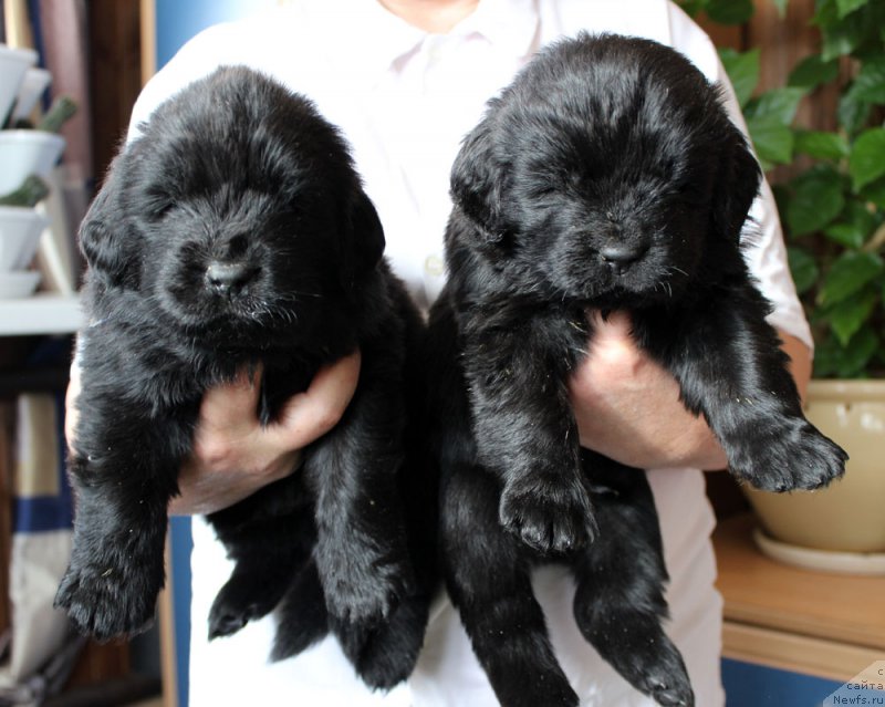 Фото: ньюфаундленд Brownblood MSK Lambert Amir (Браунблад МСК Ламберт Амир), ньюфаундленд Brownblood MSK Lagendary North (Браунблад MCК Лэджендари Норс)