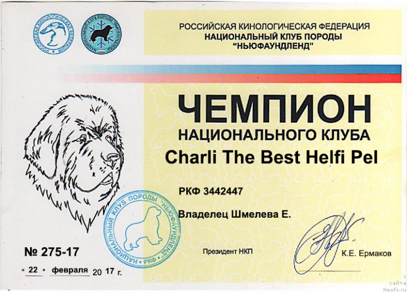 Фото: ньюфаундленд Charli The Best Helfi Pel (Чарли Де Бест Хелфи Пэл)