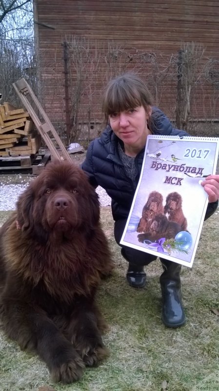 Фото: ньюфаундленд Brownblood MSK Hayes Hago (Браунблад МСК Хаиес Хаго)