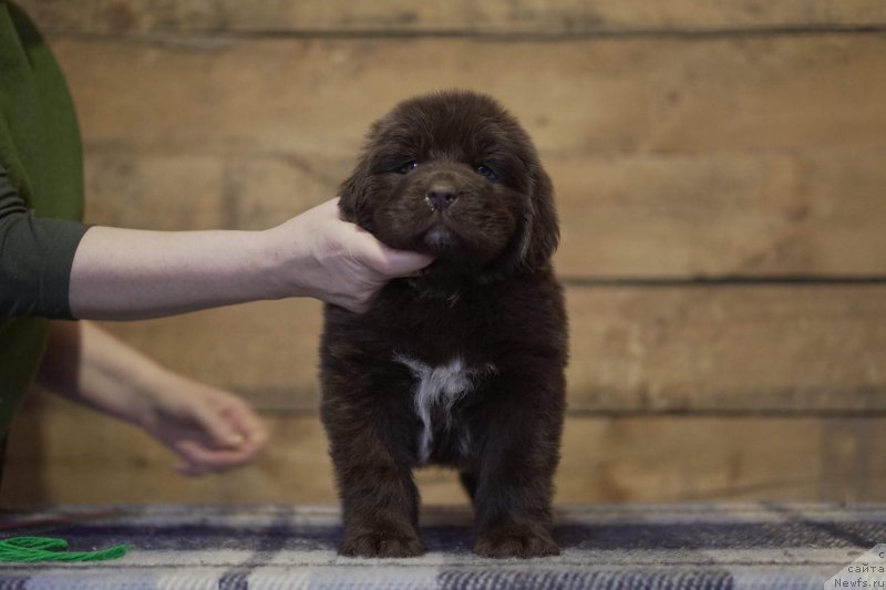 Фото: ньюфаундленд Akvatoriya Kelvin Gertruda (Акватория Келвин Гертруда)