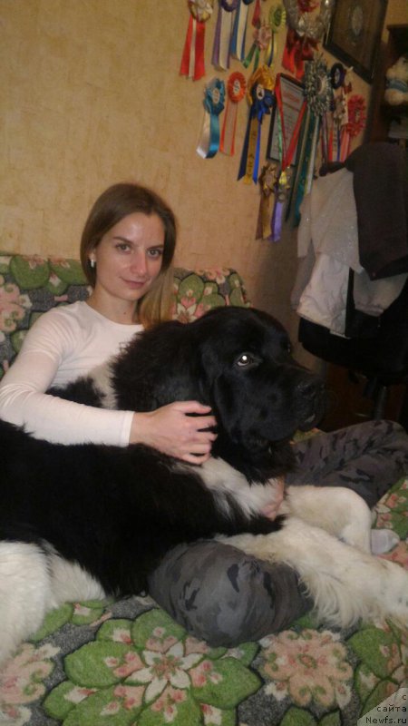 Фото: ньюфаундленд Super Bizon Rishar (Супер Бизон Ришар), YEleonora Veselova (Элеонора Веселова)