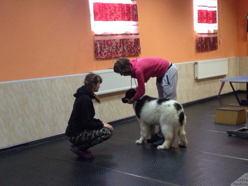 Фото: ньюфаундленд Viking ot Karelskikh Medvedey (Викинг от Карельских Медведей)