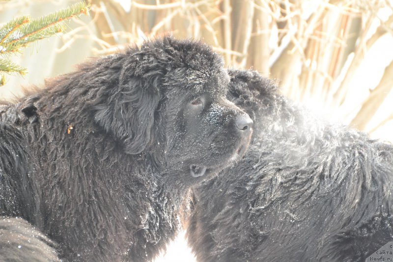 Фото: ньюфаундленд Talisman Morya La-Valetta (Талисман Моря Ла-Валетта), ньюфаундленд Talisman Morya Mishel' (Талисман Моря Мишель)
