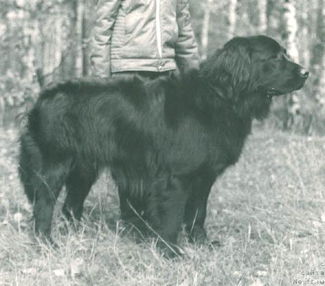 Фото: ньюфаундленд Grey Agli (Грей Агли)