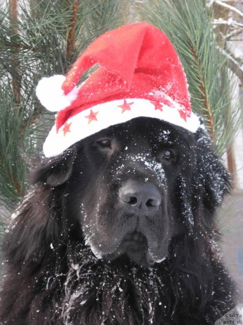 Фото: ньюфаундленд Bryus Mister Newf (Брюс Мистер Ньюф)