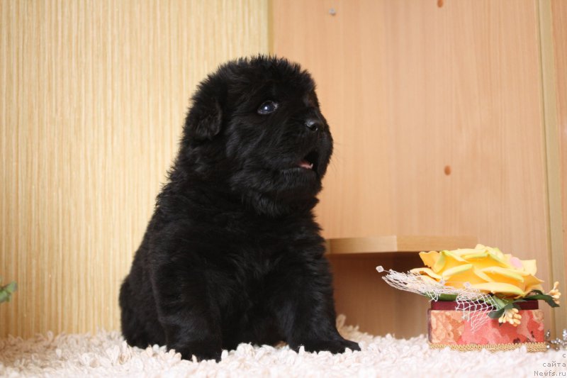 Фото: ньюфаундленд Questors Lexa For Shadows Eternity