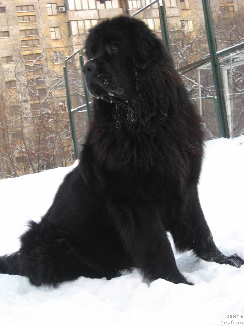 Фото: ньюфаундленд Bryus Mister Newf (Брюс Мистер Ньюф)