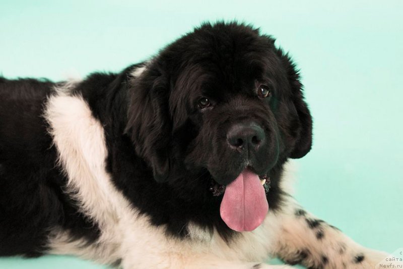 Фотография № 221413